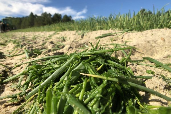 Официальный сайт kraken kraken clear com