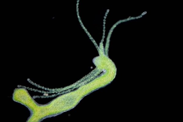 Kraken зеркало даркнет